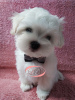 Photo №2 to announcement № 15590 for the sale of maltese dog - buy in Ukraine from nursery