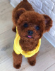 Photo №2 to announcement № 13874 for the sale of poodle (toy) - buy in Ukraine private announcement