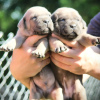 Additional photos: Cane Corso puppies