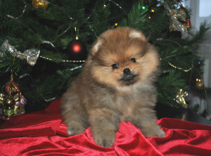 Photo №2 to announcement № 4860 for the sale of german spitz - buy in Russian Federation private announcement