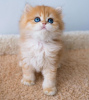 Photo №1. persian cat - for sale in the city of Yucca Valley | 232$ | Announcement № 98202