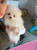 Photo №2 to announcement № 8732 for the sale of pomeranian - buy in Netherlands 