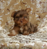 Photo №3. Teacup & Toy Yorkie Puppies. United States