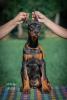 Photo №4. I will sell dobermann in the city of Loznica. breeder - price - negotiated