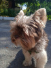 Photo №1. yorkshire terrier - for sale in the city of Kiev | 147$ | Announcement № 11954
