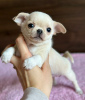 Photo №1. chihuahua - for sale in the city of Tartu | negotiated | Announcement № 127331