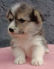 Additional photos: Pembroke Welsh Corgi puppies