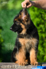 Photo №2 to announcement № 12121 for the sale of german shepherd - buy in Ukraine from nursery