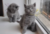 Photo №4. I will sell british shorthair in the city of Phoenix. private announcement - price - Is free