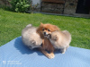 Photo №2 to announcement № 19311 for the sale of pomeranian - buy in Czech Republic breeder