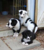 Photo №1. border collie - for sale in the city of Warsaw | negotiated | Announcement № 108314