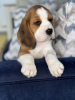 Photo №2 to announcement № 102243 for the sale of beagle - buy in United States private announcement