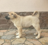 Additional photos: Turkish Kangal puppies