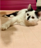 Photo №3. Insanely beautiful kitten Yasha is looking for a home.. Russian Federation