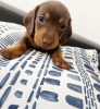 Photo №1. dachshund - for sale in the city of Kykova | 250$ | Announcement № 45283