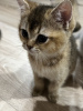 Photo №1. british shorthair - for sale in the city of Warsaw | 740$ | Announcement № 43456