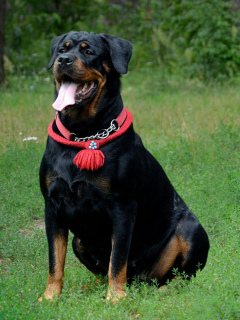 Photo №4. I will sell rottweiler in the city of Krasnogorsk. private announcement - price - Negotiated