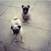 Photo №4. I will sell pug in the city of Vilnius. private announcement - price - 370$