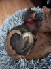 Photo №3. Purebred Abyssinian kitty with fresh blood lines for breeding (WCF). Latvia