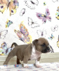 Photo №4. I will sell american bully in the city of Vladivostok. from nursery - price - 1350$