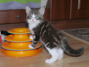 Photo №3. Real Norwegian Forest Kittens!. Russian Federation