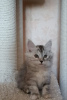 Additional photos: Kurilian bobtail kittens