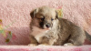Additional photos: Welsh Corgi Pembroke puppy