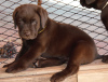 Photo №2 to announcement № 9832 for the sale of labrador retriever - buy in Russian Federation breeder