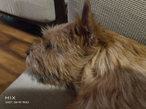 Photo №2 to announcement № 6934 for the sale of norwich terrier - buy in Russian Federation private announcement