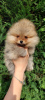 Photo №4. I will sell pomeranian in the city of Banja Luka. private announcement - price - negotiated