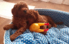 Photo №2 to announcement № 70374 for the sale of poodle (dwarf) - buy in Belarus private announcement