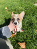 Additional photos: Welpen von Corgi