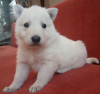 Photo №2 to announcement № 8183 for the sale of berger blanc suisse - buy in Russian Federation private announcement