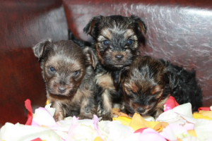 Photo №2 to announcement № 1617 for the sale of yorkshire terrier - buy in Russian Federation private announcement