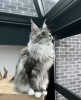 Photo №4. I will sell maine coon in the city of New York. private announcement - price - 400$