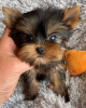 Photo №1. yorkshire terrier - for sale in the city of Bremen | 250$ | Announcement № 42918