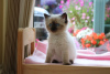 Photo №4. I will sell ragdoll in the city of Fishers. private announcement - price - 350$