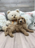 Photo №3. Quality Bred Standard Poodle Puppies for Sale (281)698-7719. United States