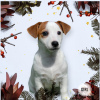 Photo №2 to announcement № 30702 for the sale of jack russell terrier - buy in Belarus from nursery