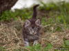 Photo №4. I will sell maine coon in the city of Gomel. private announcement - price - negotiated