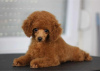 Photo №1. poodle (toy) - for sale in the city of Belgrade | negotiated | Announcement № 119478