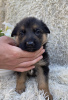 Additional photos: Puppies of the German Vivcharka