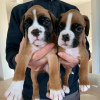 Photo №2 to announcement № 38260 for the sale of boxer - buy in Austria private announcement