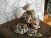 Photo №4. I will sell bengal cat in the city of Armavir. private announcement - price - 411$