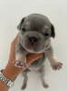 Additional photos: Full Kennel club registered pedigree French bull dog puppies