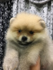 Photo №2 to announcement № 7548 for the sale of pomeranian - buy in Russian Federation breeder