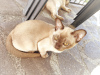 Photo №2 to announcement № 28352 for the sale of burmese cat - buy in Italy private announcement