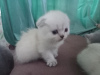 Additional photos: Selling Scottish Fold kittens