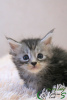 Photo №4. I will sell maine coon in the city of St. Petersburg. private announcement, from nursery, breeder - price - 473$