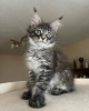 Photo №3. mainecoon kittens for free adoption. Germany